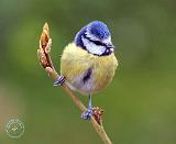 Blue Tit 8R85D-03